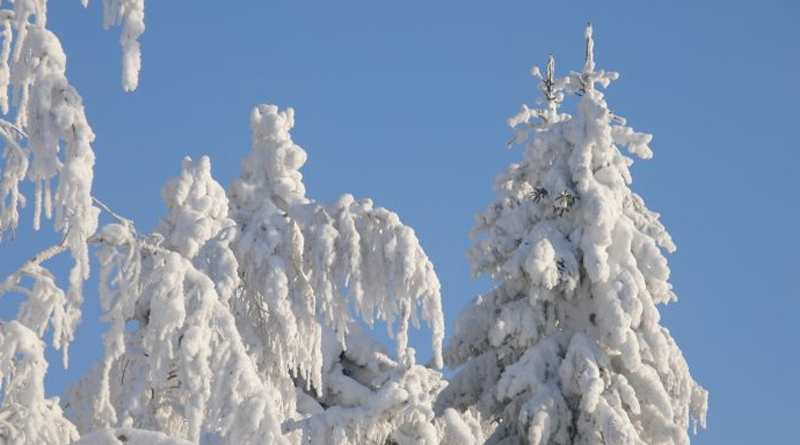 800-445-snow on trees
